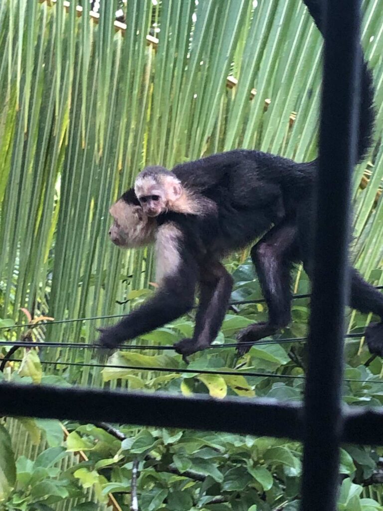 コスタリカのAirbnbから見えた野生のお猿さんの親子